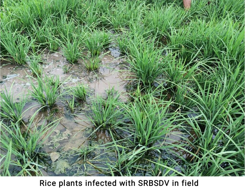 PAU VC, Dwarfing Disease in Rice Crop, Agricultural news