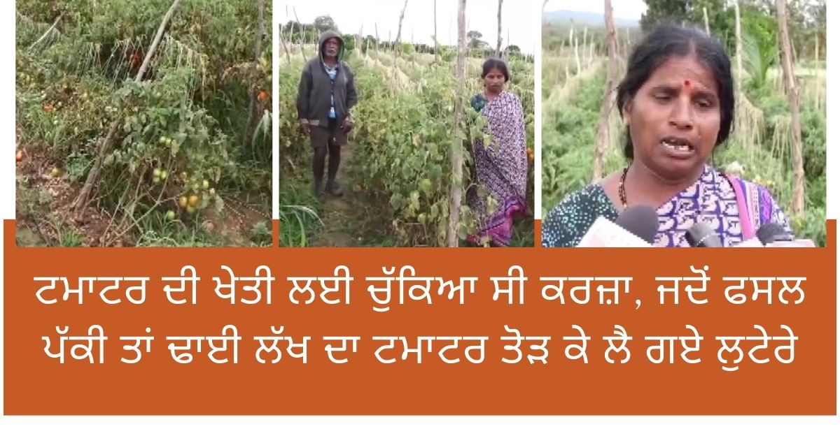 Karnataka Farmer, tomatoes price hike, tomatoes stolen, ਮਹਿੰਗਾ ਟਮਾਟਰ, ਟਮਾਟਰ ਦੀਆਂ ਕੀਮਤਾਂ, ਕਿਸਾਨ ਦਾ ਟਮਾਟਰ ਚੋਰੀ