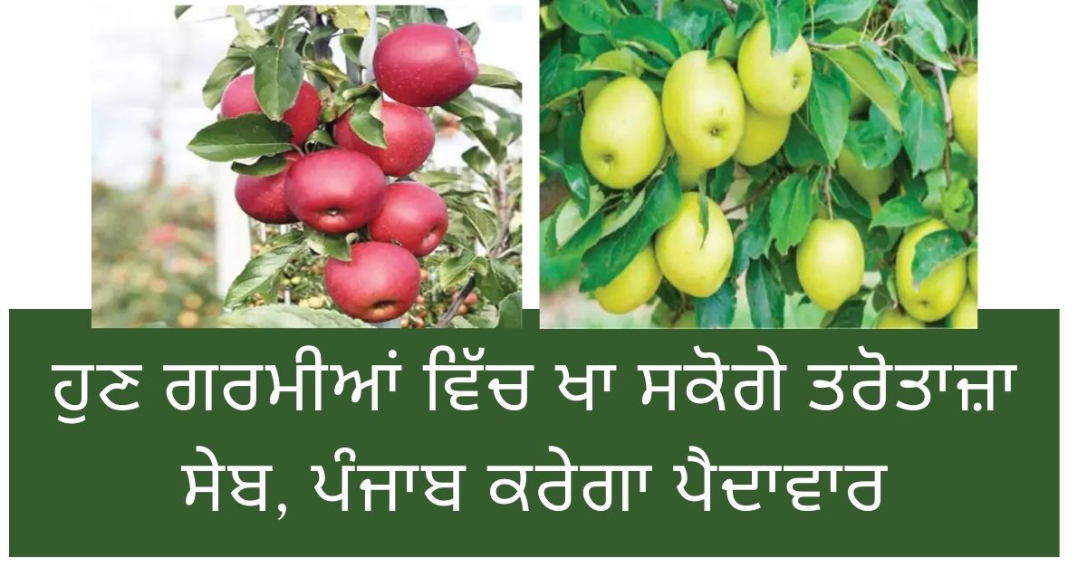 PAU Ludhiana, Apples Varieties, PAU Apples Varieties, Punjab