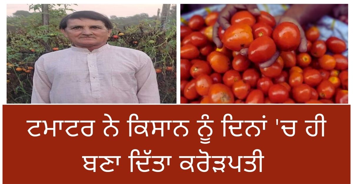 Tomato Price Hike, himachal news, progressive farmer