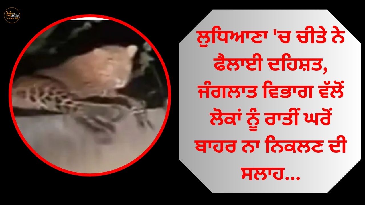 Leopards spread terror in Ludhiana, forest department advises people not to go out at night...