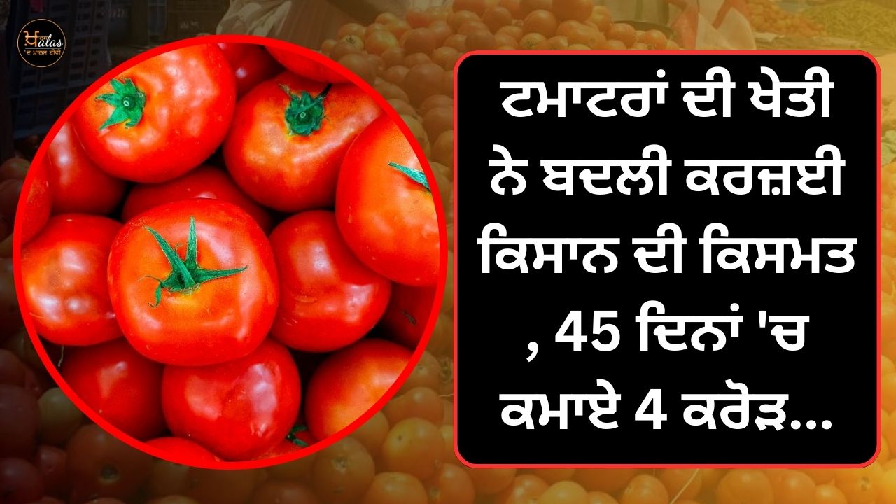 Tomato farming changed the fate of the loan farmer, earned 4 crores in 45 days...
