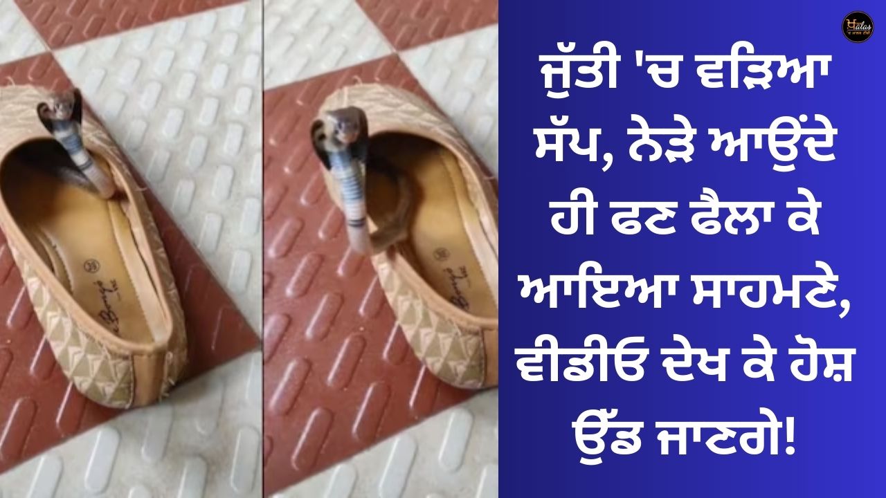 A snake stuck in a shoe, the senses will be blown away after watching the video!