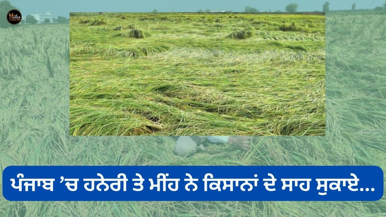 In Punjab, wind and rain dried the breath of farmers...