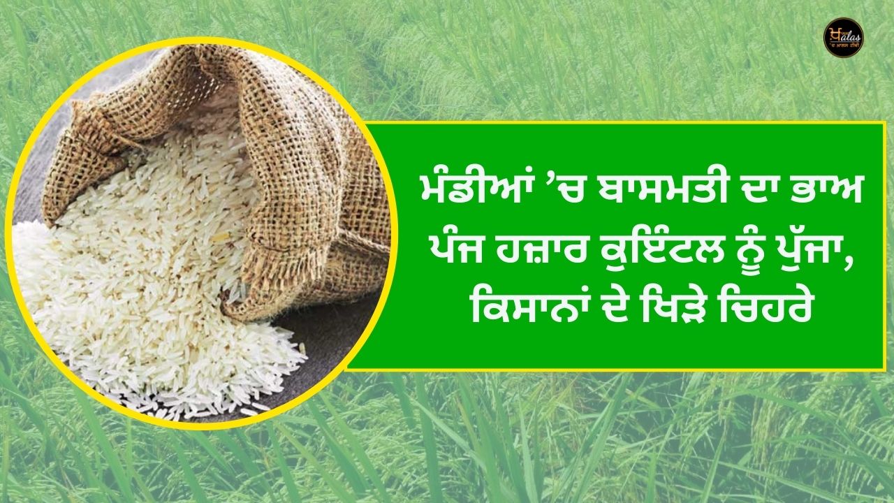 The price of Basmati reached five thousand quintals in the markets, the happy faces of the farmers