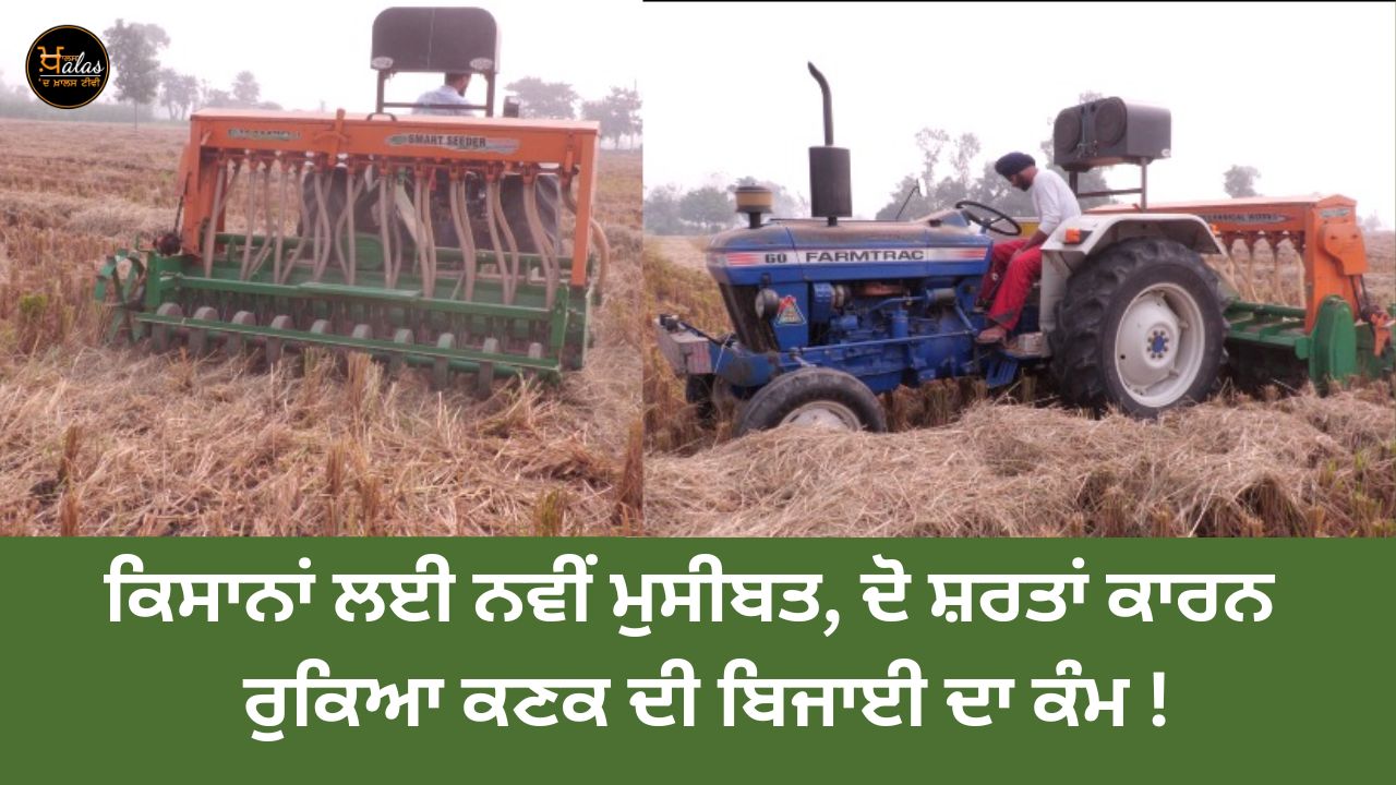 wheat crop, Punjab news, agricultural news, dap fertilizer