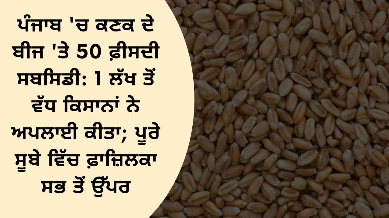 50 percent subsidy on wheat seed in Punjab: More than 1 lakh farmers applied; Fazilka tops the whole state