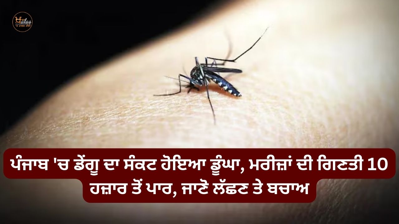 Dengue crisis deepens in Punjab, number of patients exceeds 10 thousand, know the symptoms and prevention