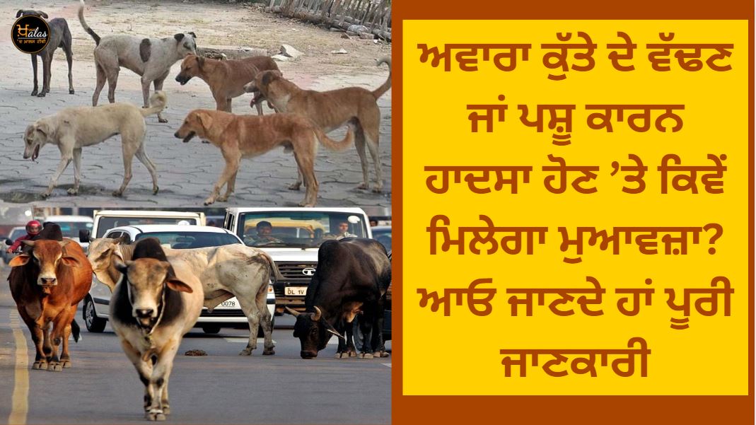 How to get compensation in case of accident caused by stray dog or animal? know