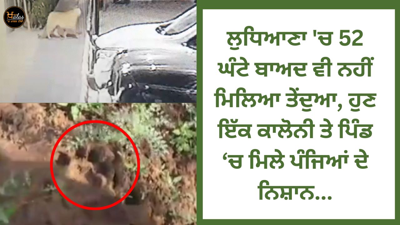 Leopard not found in Ludhiana even after 52 hours, now claw marks found in a colony and village...