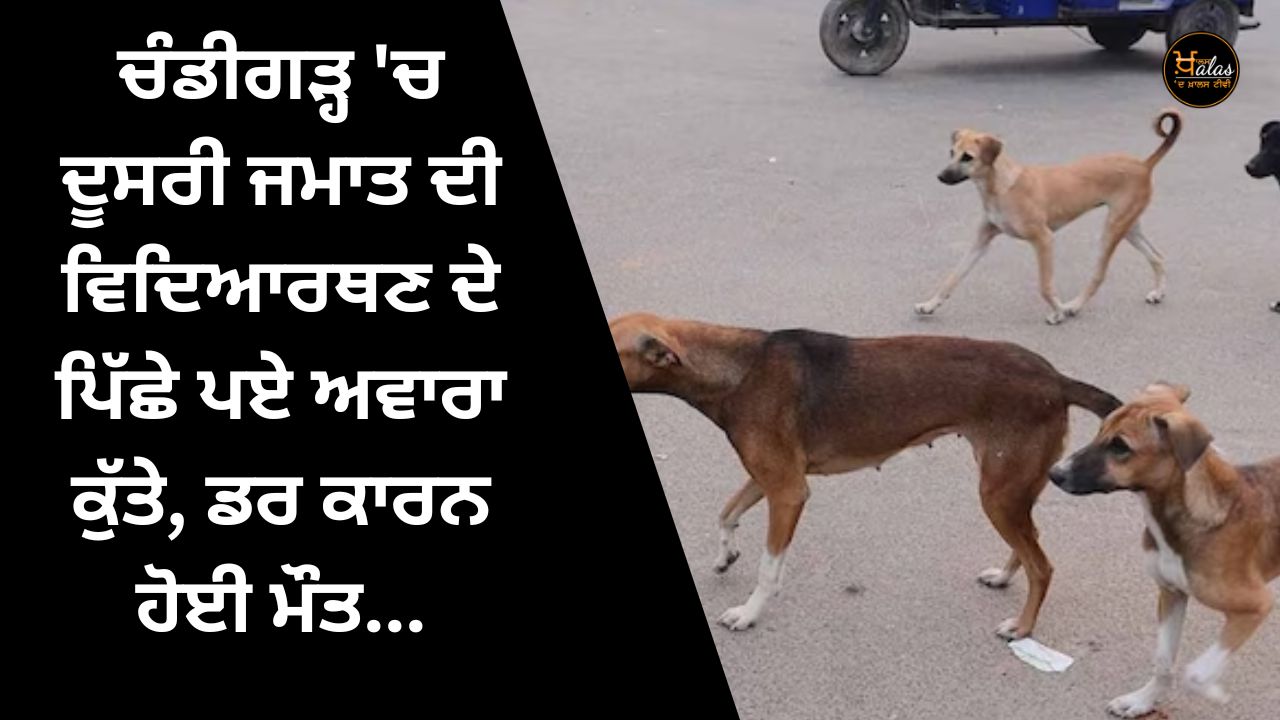 In Chandigarh, the second class student was followed by a stray dog, she died due to fear...