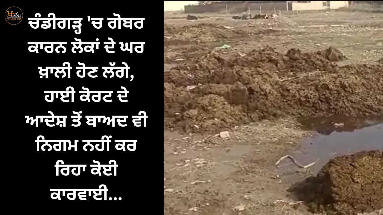 In Chandigarh, people's houses started emptying due to dung, even after the High Court's order, the corporation is not taking any action...