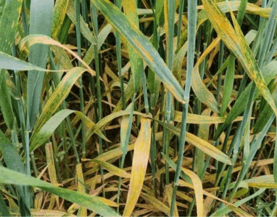 yellow rust of wheat control, yellow rust of wheat, Stripe Rust, Stripe rust of wheat