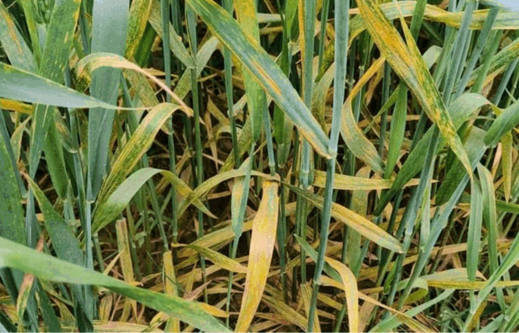 yellow rust of wheat, Stripe Rust, Stripe rust of wheat, punjab