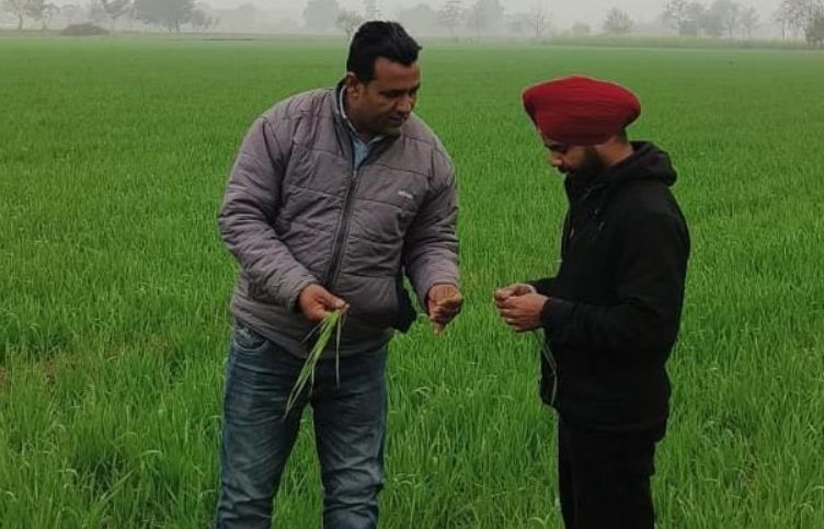 agriculture , wheat crop, punjab news, cold weather, wheat