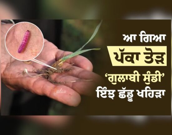 Gulabi Sundi , agricultural news, punjab news, Pink Bollworm