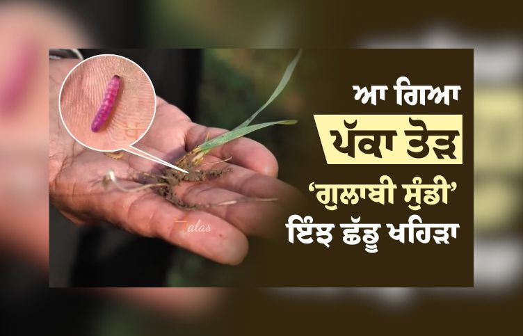Gulabi Sundi , agricultural news, punjab news, Pink Bollworm