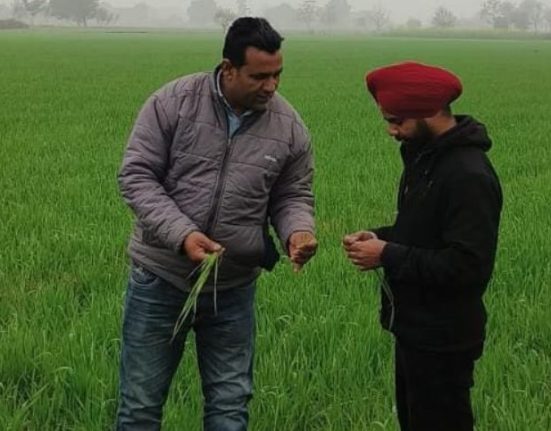 agriculture , wheat crop, punjab news, cold weather, wheat