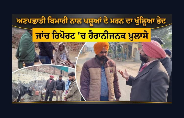 Dairy Farmers Punjab News Foot and Mouth Disease animal husbandry department Bathinda Dairy Farmers business animal Disease veterinary hospital veterinary doctor cold weather cold temperature buffalo cow vaccination animals vaccination milk business punjab government