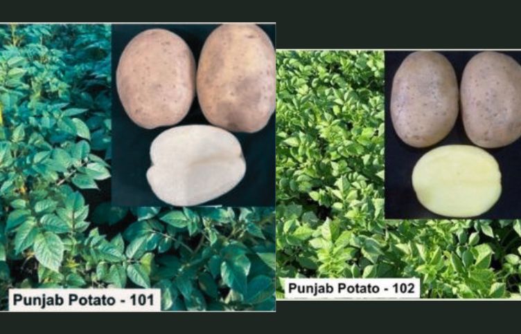 two new high-yield potato varieties developed by PAU Ludhiana