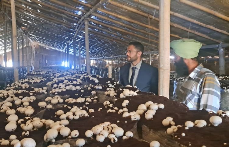 sangrur news, mushroom farm, modern kheti, punjab, farmer