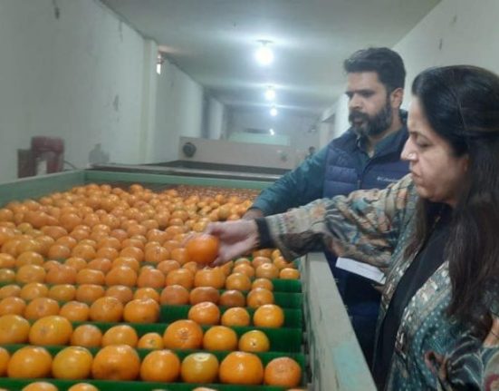 Punjab Agro has started sending fruit of Kinnow for mid-day meal