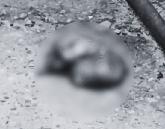 A 6-month-old fetus was found in Jalandhar: Stray dogs were scratching near the dirty drain...