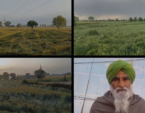 Wheat fell due to rain and strong winds, the faces of the farmers were seen withered