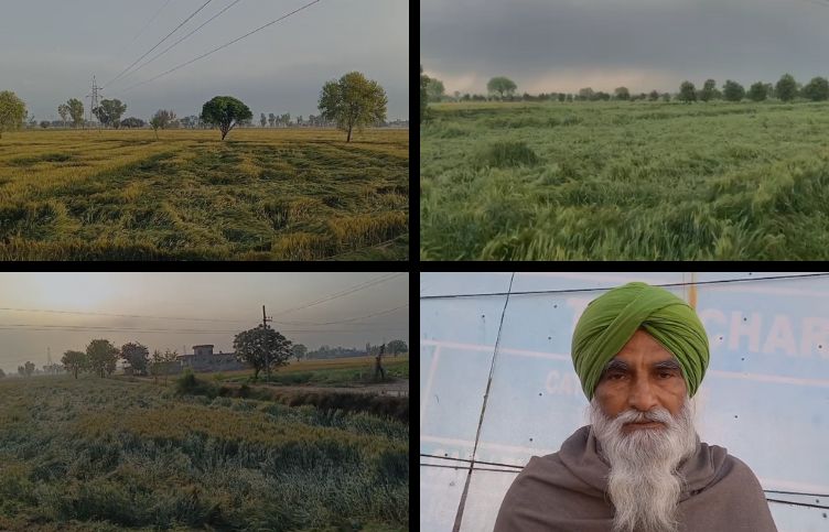 Wheat fell due to rain and strong winds, the faces of the farmers were seen withered