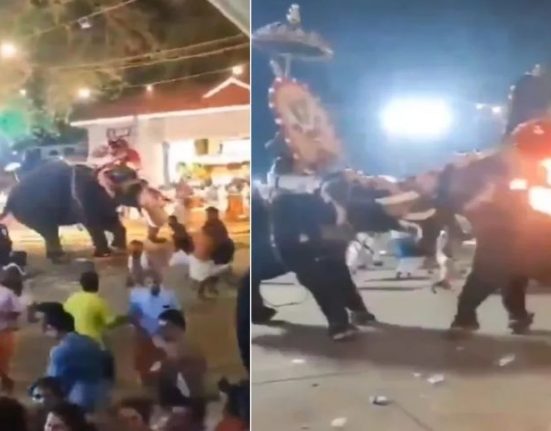 Never seen elephants fighting, the devotees ran and saved their lives