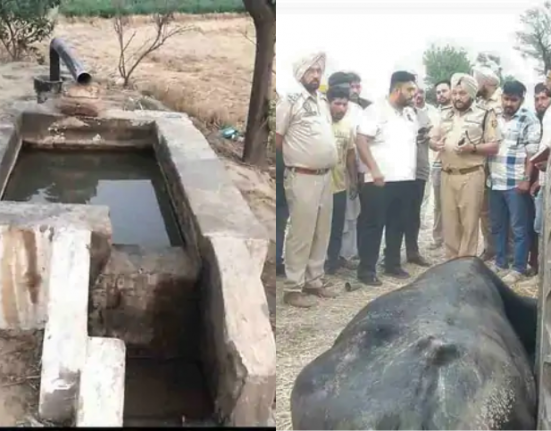Tragedy in Sangrur 18 Buffaloes Dead After Consuming Tubewell Water, 14 in Critical Condition