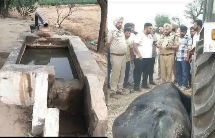 Tragedy in Sangrur 18 Buffaloes Dead After Consuming Tubewell Water, 14 in Critical Condition